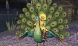 孔雀坐骑新爆料视频大全,视频大全揭秘神秘坐骑风采